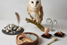 интересные факты о сове