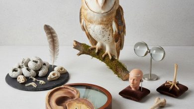 цікаві факти про сову